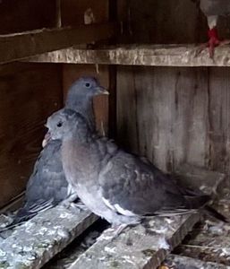 Porumbei Salbatici 08.06.2019