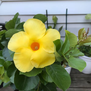 Dipladenia  Summer Romance