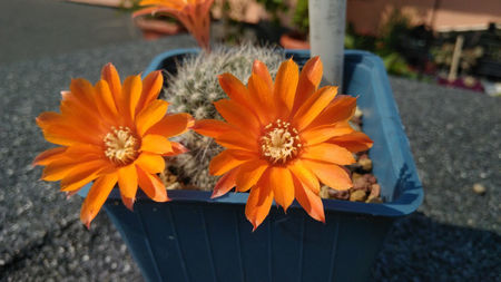 Rebutia flavistyla