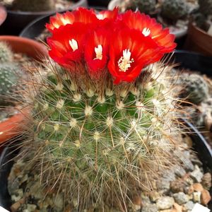 Parodia sanguiniflora