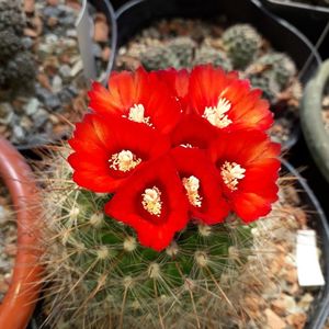 Parodia sanguiniflora
