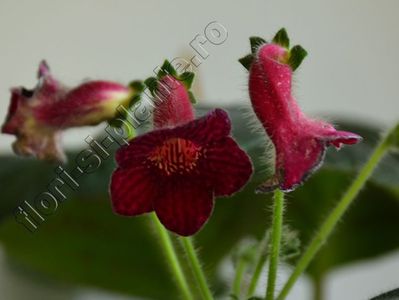 Kohleria Ni s Eloise