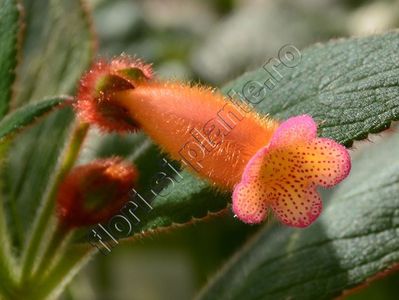 Kohleria Pinafore