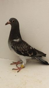 vandut