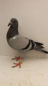 vandut