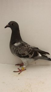 vandut