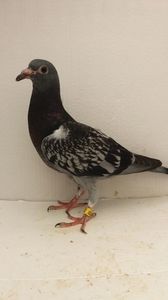 vandut