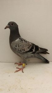 vandut
