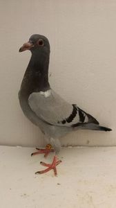 vandut