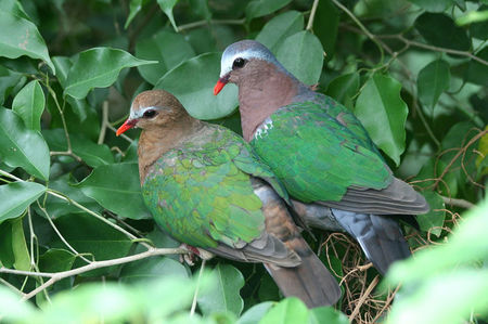 pereche emerald dove