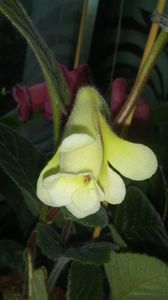 Sinningia An's Nyx