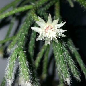 rhipsalis-baccifera-syn-rhipsalis-cassutha