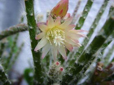 Rhipsalis_pilocarpa,_flowering_01 (1)