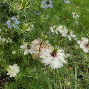 Nigella
