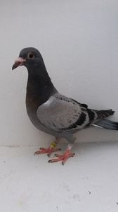 vandut
