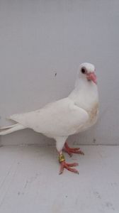 vandut