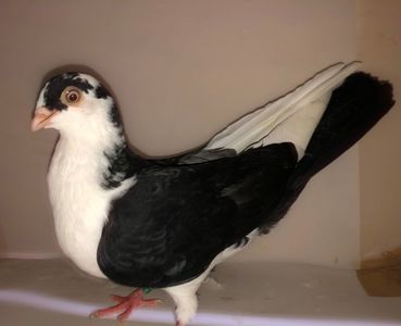 6807  mascul  2019_1