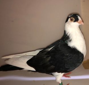 6807  mascul  2019_2