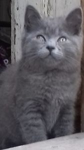 British Shorthair blu; baietel 2 luni n.19.03.2019.
