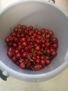 Recolta 2019 Cherry