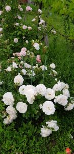 Cosmos; Trebuie susținut.
