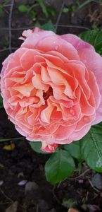 Notre Dame de Roserai; Prima floare
