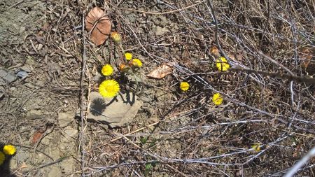 Podbal; floare de rocă de râu (asemanatoare cu papadia)
