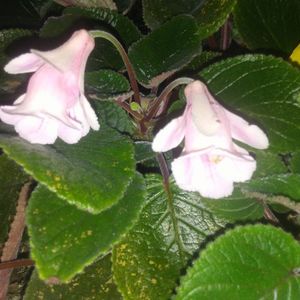 Sinningia MG's Little Fairy