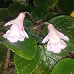 Sinningia MG's Little Fairy
