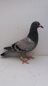 vandut
