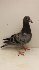 vandut