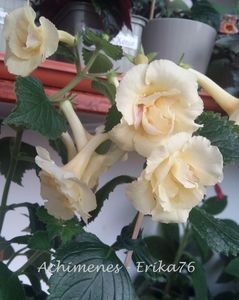 xA Golden Bells