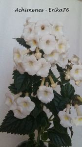 xA White Angel