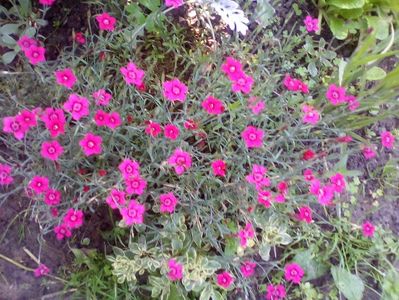 Dianthus deltoides