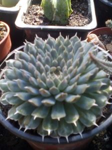 Orostachys spinosa