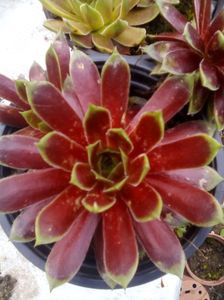 Sempervivum