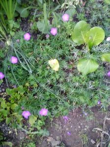 Geranium sanguineum