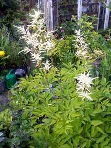 Aruncus dioicus