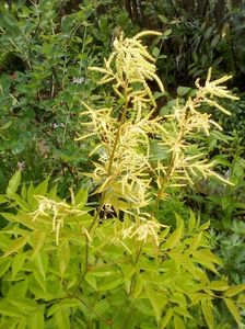 Aruncus dioicus