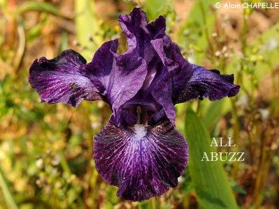 All Abuzz 15 lei
