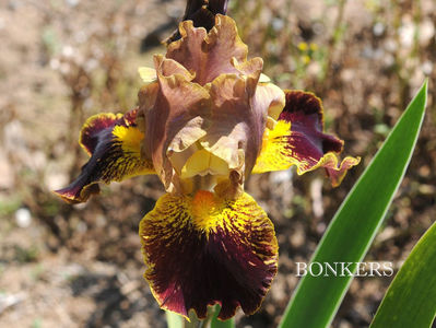 Bonkers 15 lei