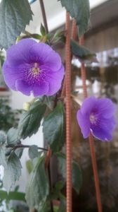 IMG-20190614-WA0005