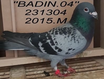 2015.231304.BBAdin