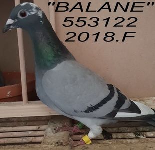 20218.553122 Balane