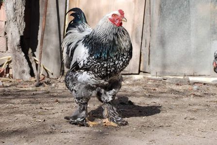 Silver Laced Brahma