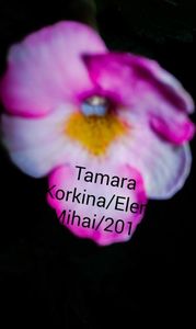 6/ Tamara Korkina