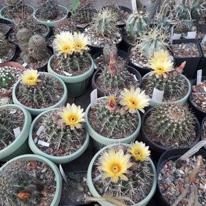 Notocactus submammulosus grup