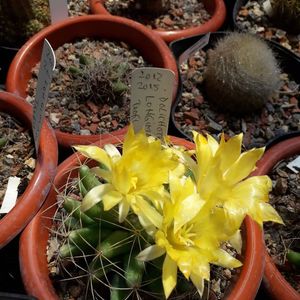 Dolichothele longimama