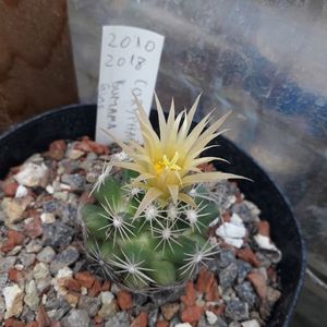 Escobaria missouriensis