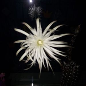 Setiechinopsis mirabilis
